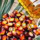 Illustration for article titled U.K. supermarket house brand to stop using rainforest-destroying palm oilem/em